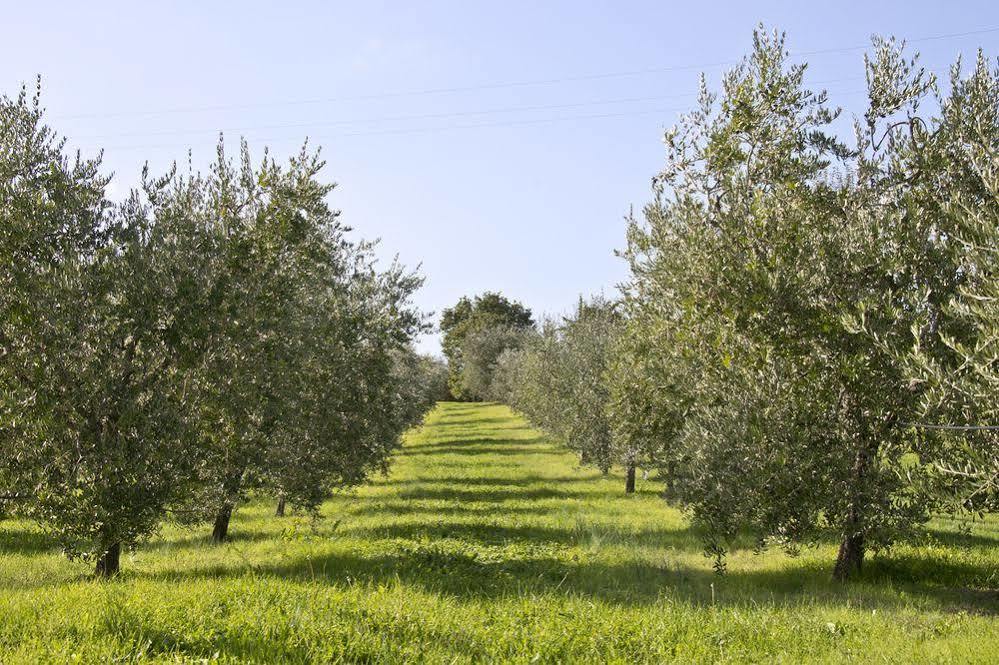 Hotel Campestri Olive Oil Vicchio